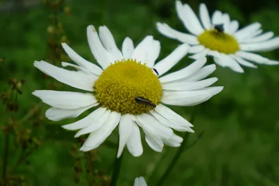 A German chamomile flower head, white rays around a domed yellow disc, with a small beetle on it.