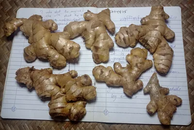 Several large, knobbly ginger rhizomes laid on an open lined notebook with handwriting, on a woven mat.