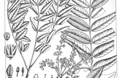 Botanical plate of Boswellia serrata, as Boswellia glabra: pinnate leaves, a flowering spike and the three-sided fruit, with dissections.