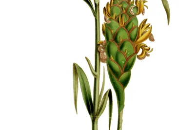 A hand-coloured plate of a ginger plant: tall leafy stem, a green flowering cone with yellow flowers, and the swollen rhizome with roots, with a dissected flower beside it.