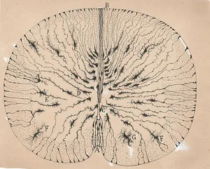 Ink drawing of a cross-section of the spinal cord: fine fibres radiating from a central canal among small branched cells, lettered.