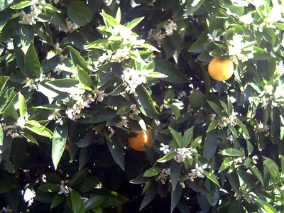 Sweet Orange | Its Bitter Cousin Is Its Parent