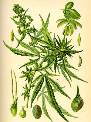 Botanical plate of hemp showing a leafy flowering branch, seeds and enlarged studies of flowers in green and brown.
