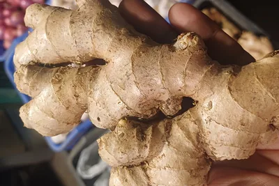 A hand holding a large, knobbly pale-brown ginger rhizome, with crates of onions and garlic blurred behind.
