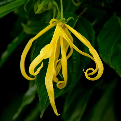 Ylang Ylang | Too Much Flower for One Room