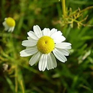 A German chamomile flower