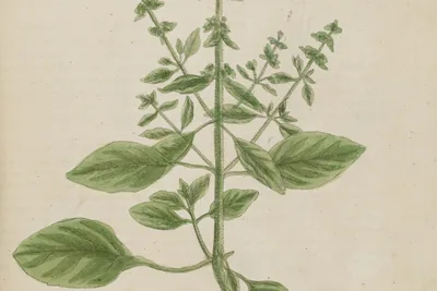 An engraved, hand-coloured plate of a basil plant in flower, with its root, lettered 'Basil' and 'Basilicon or Ocimum'.