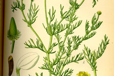Coloured botanical plate of Matricaria chamomilla with feathery leaves and daisy flowers, and a cut-open flower head showing its hollow conical centre.