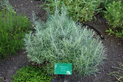 A low silver-leaved shrub of Helichrysum italicum in a garden bed, with a label reading Helichrysum italicum, Curry Plant.