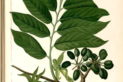A colour plate of a ylang ylang branch with long glossy leaves, drooping green-yellow flowers and a cluster of dark green fruits.