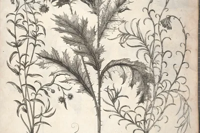 Engraved plate of three plants: sneezewort on the left, a prickly poppy in the centre, and on the right Chrysocome peregrina, now Helichrysum italicum, with narrow leaves and clustered flower heads.