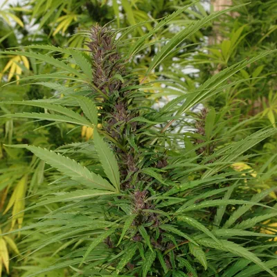 Hemp | Plant Medicine From Rome thru Jerusalem to now