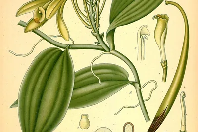 A colour plate of a vanilla vine with pale green-yellow flowers, broad leaves and aerial roots, a long pod ripening brown at the tip, and numbered flower details.