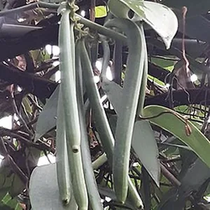 Green vanilla pods on the vine