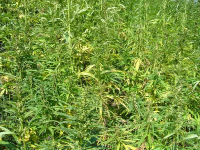 Industrial hemp field