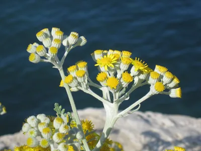 Helichrysum | The Gold That Would Not Fade