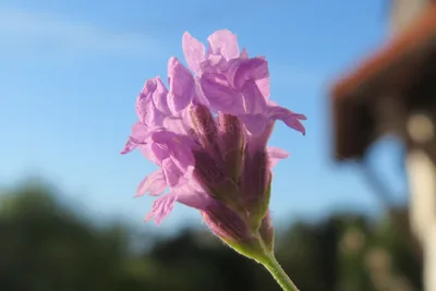 A single pink flower head of Lavandula angustifolia against a blue sky.