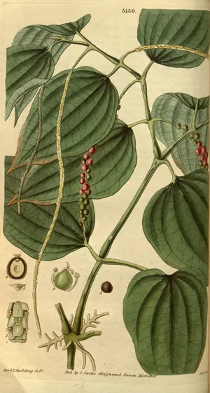 Terpene rich black pepper