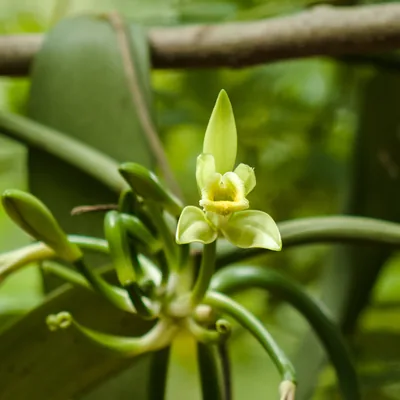Vanilla | The Scent Is Made After the Harvest