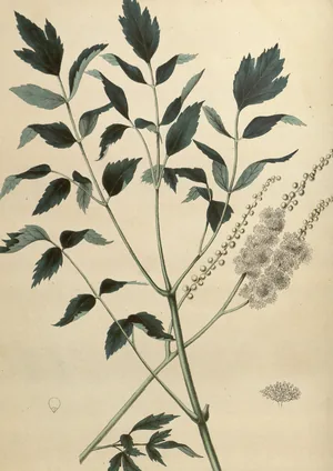 Hand-coloured botanical plate of black cohosh, a tall stem of divided dark-green leaves topped by long spires of small white flowers.