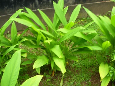 Turmeric | More Than Its Famous Molecule