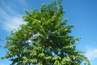 The crown of a young ylang ylang tree, long drooping sprays of leaves against a bright blue sky.