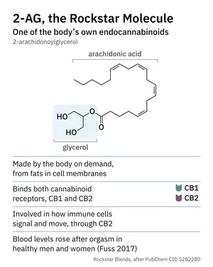 Diagram titled 2-AG, the Rockstar Molecule, one of the body's own endocannabinoids: a small glycerol head joined to a long curled chain, above four notes: made by the body on demand; binds the CB1 and CB2 receptors; involved in how immune cells signal and move; blood levels rose after orgasm.