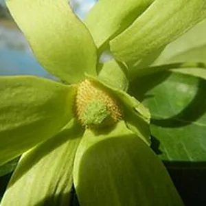 A ylang-ylang flower on the tree