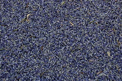 A mass of dried lavender flower buds, filling the frame.