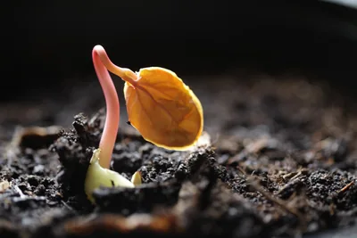 A castor seedling breaking through dark soil: a pink stem arches up to a single orange seed leaf, the pale seed still at its base.