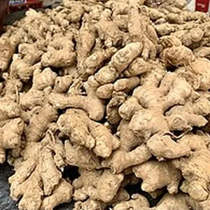 Fresh ginger rhizomes