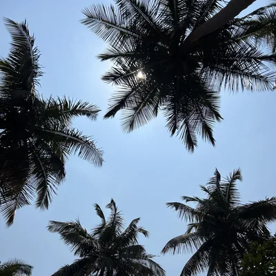 Fractionated Coconut | The Part of the Nut That Keeps