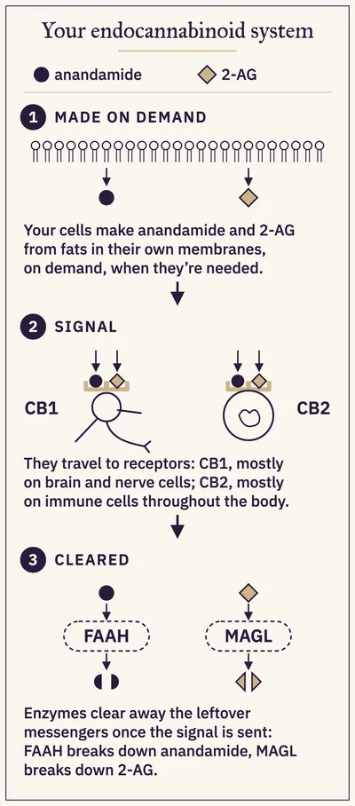 Diagram in three steps: anandamide and 2-AG are made on demand from cell membranes, travel to CB1 and CB2 receptors, then FAAH and MAGL clear them.