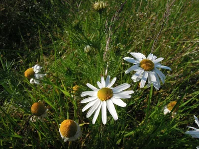 German Chamomile | The Blue That Isn't in the Flower