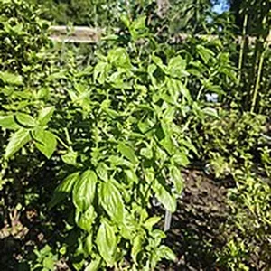 Sweet basil plants