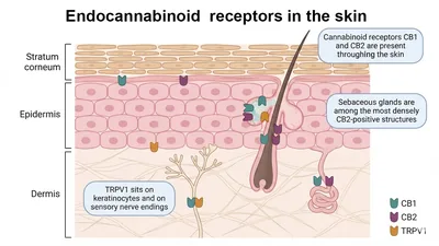 Endocannabinoid receptors in the skin