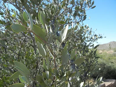 Jojoba | Industrial strength plant magic