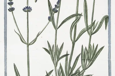 Hand-coloured plate of Lavandula angustifolia: flowering spikes, narrow grey-green leaves, a single flower and the woody root, labelled Lavandula angustifolia, Spighetta, Lavande.