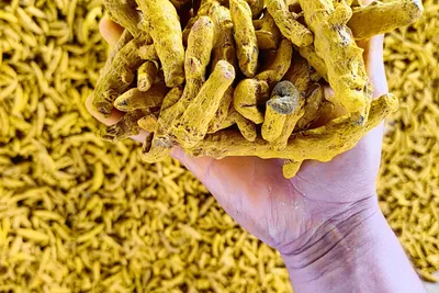 A hand holding a pile of dried turmeric fingers above a heap of them.