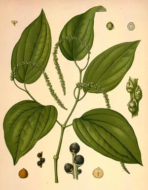 Botanical plate of black pepper: a vine with large glossy heart-shaped leaves, hanging spikes of green flowers, and dark round berries.