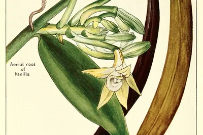 A colour illustration of a vanilla vine with a pale yellow flower, bud cluster and aerial root, beside a dark cured bean and a longer brown-green bean.
