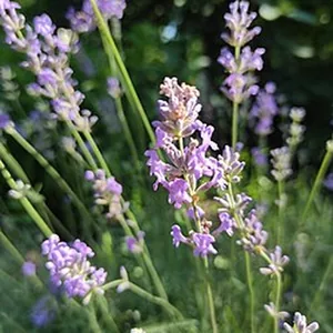 Lavender in flower