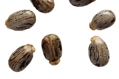 Seven glossy, mottled grey-and-brown castor seeds on white, each with a pale cap at one end, above a scale bar.