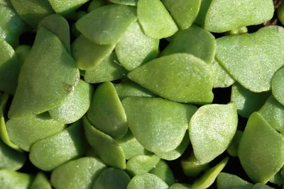 A dense carpet of young basil seedlings, their pale green seed leaves overlapping.