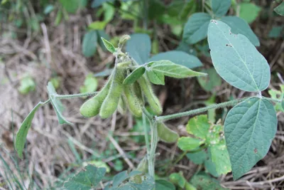 Photograph of a growing soybean plant with clusters of fuzzy green pods among its leaves.