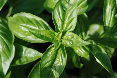 Basil | The Chemotype Is the Whole Story