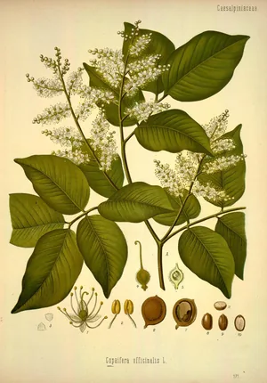 Copaiba