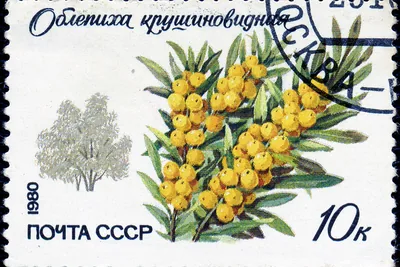 A 1980 Soviet postage stamp showing a branch of sea buckthorn heavy with orange berries and a small silver-leaved tree, lettered Облепиха крушиновидная and Почта СССР, 10 kopeks, with a Moscow postmark.