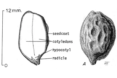 The seed. Roughly half its weight is liquid wax — the part that replaced spermaceti.