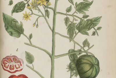 An engraved, hand-coloured plate of a tomato plant with yellow flowers, two ribbed green fruits, a ripe red fruit, a cut fruit showing its seeds, and a single seed.